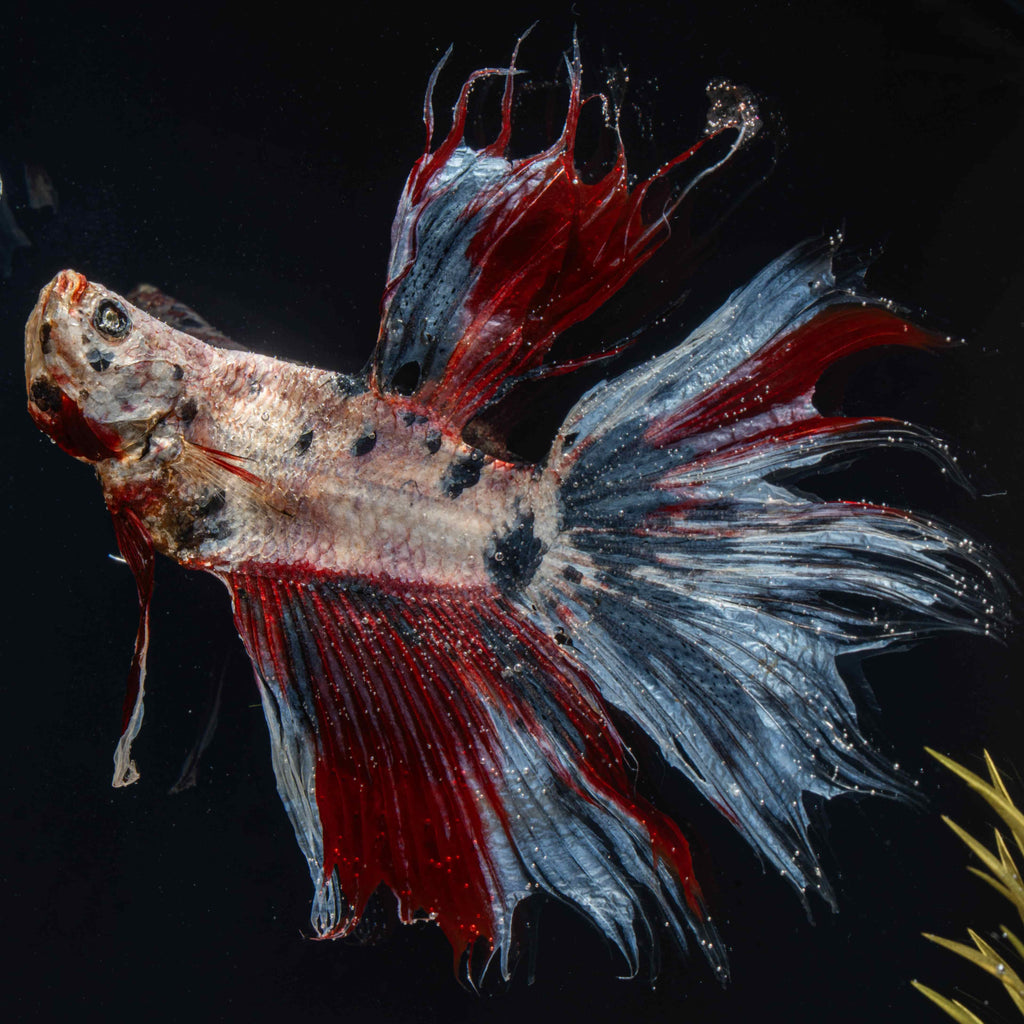 Twin red Betta fish taxidermy featuring two real preserved Betta splendens with flowing fins, displayed for gothic and aquatic decor lovers
