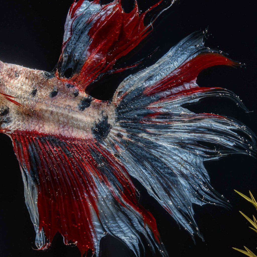 Twin red Betta fish taxidermy featuring two real preserved Betta splendens with flowing fins, displayed for gothic and aquatic decor lovers