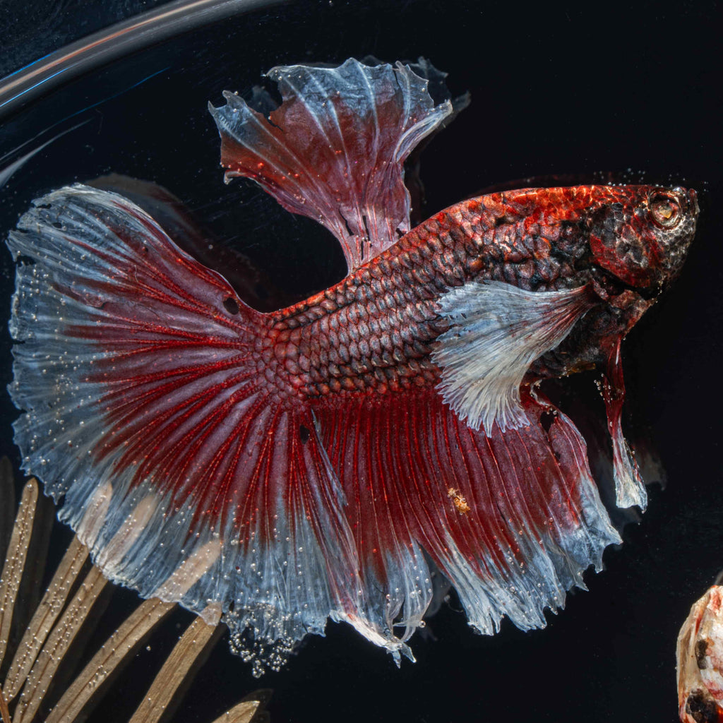 Twin red Betta fish taxidermy featuring two real preserved Betta splendens with flowing fins, displayed for gothic and aquatic decor lovers