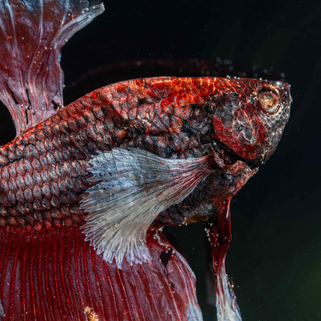 Twin red Betta fish taxidermy featuring two real preserved Betta splendens with flowing fins, displayed for gothic and aquatic decor lovers