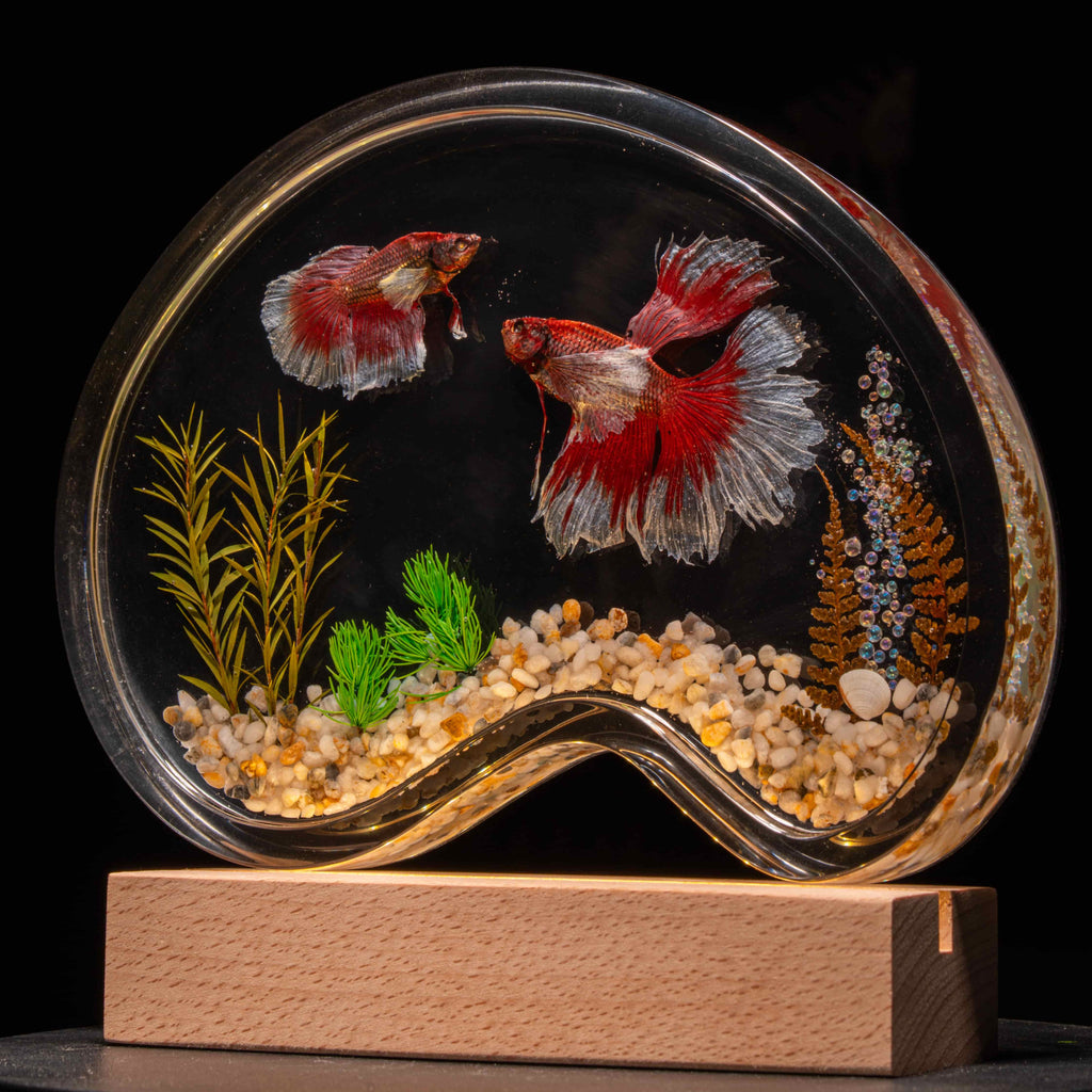 Two real red Betta fish preserved side by side in a clear display tank with green grass. A lifelike taxidermy art piece capturing the elegance and motion of Betta splendens.