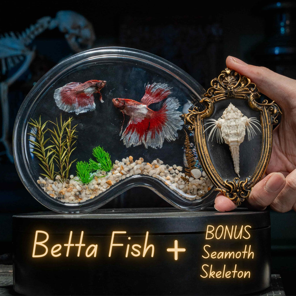 Two real red Betta fish preserved side by side in a clear display tank with green grass. A lifelike taxidermy art piece capturing the elegance and motion of Betta splendens.