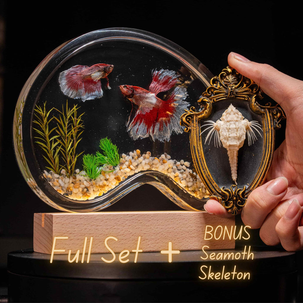 Two real red Betta fish preserved side by side in a clear display tank with green grass. A lifelike taxidermy art piece capturing the elegance and motion of Betta splendens.