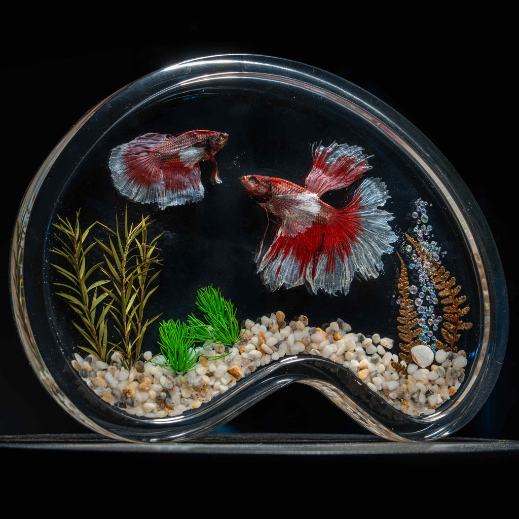 Two real red Betta fish preserved side by side in a clear display tank with green grass. A lifelike taxidermy art piece capturing the elegance and motion of Betta splendens.