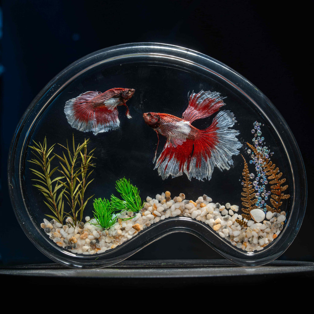 Two real red Betta fish preserved side by side in a clear display tank with green grass. A lifelike taxidermy art piece capturing the elegance and motion of Betta splendens.