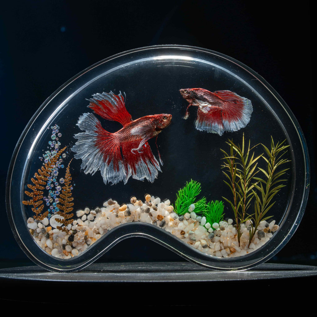 Two real red Betta fish preserved side by side in a clear display tank with green grass. A lifelike taxidermy art piece capturing the elegance and motion of Betta splendens.