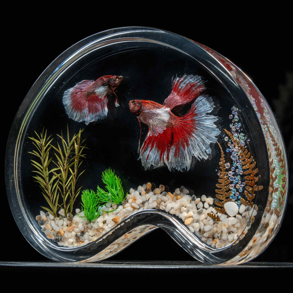 Two real red Betta fish preserved side by side in a clear display tank with green grass. A lifelike taxidermy art piece capturing the elegance and motion of Betta splendens.
