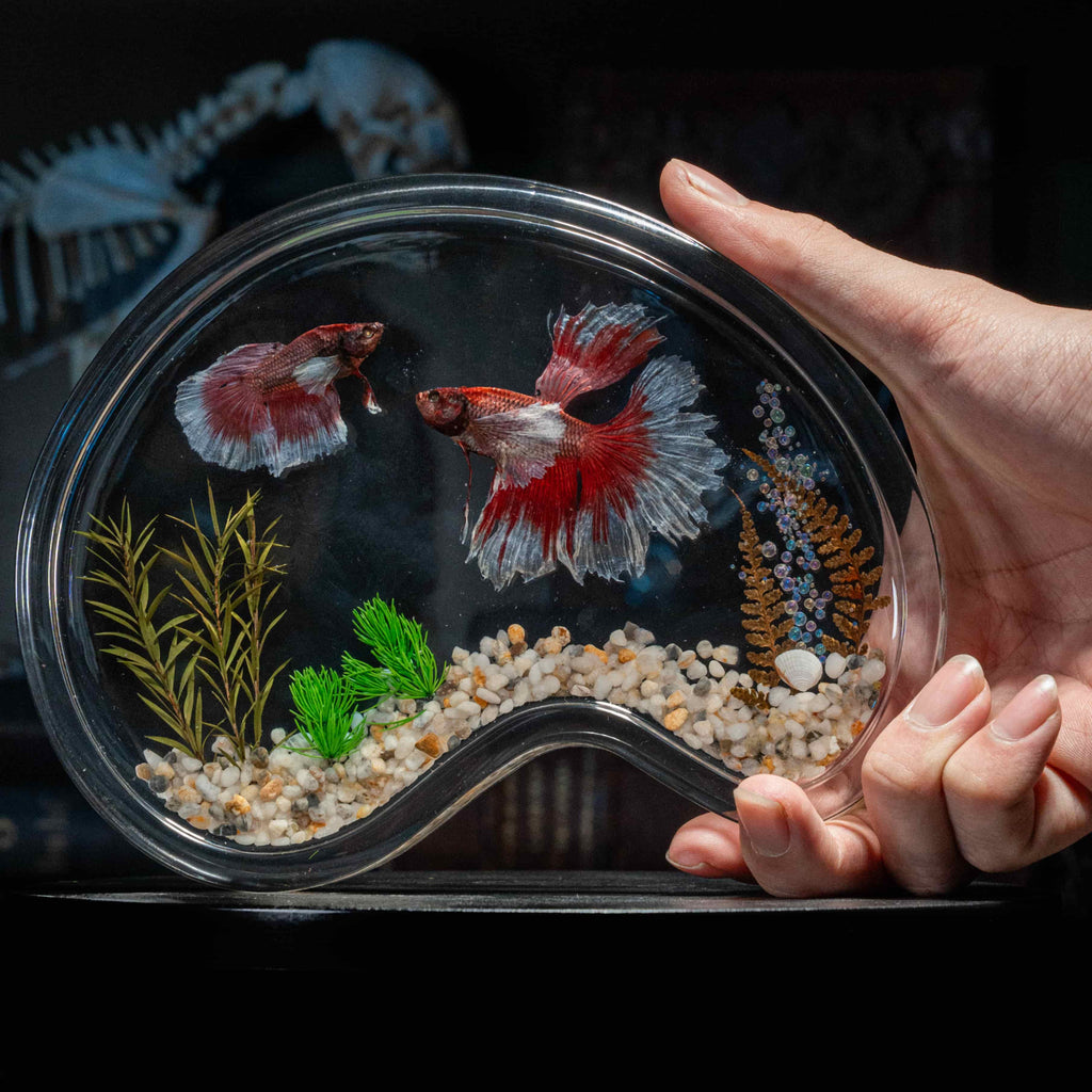 Two real red Betta fish preserved side by side in a clear display tank with green grass. A lifelike taxidermy art piece capturing the elegance and motion of Betta splendens.