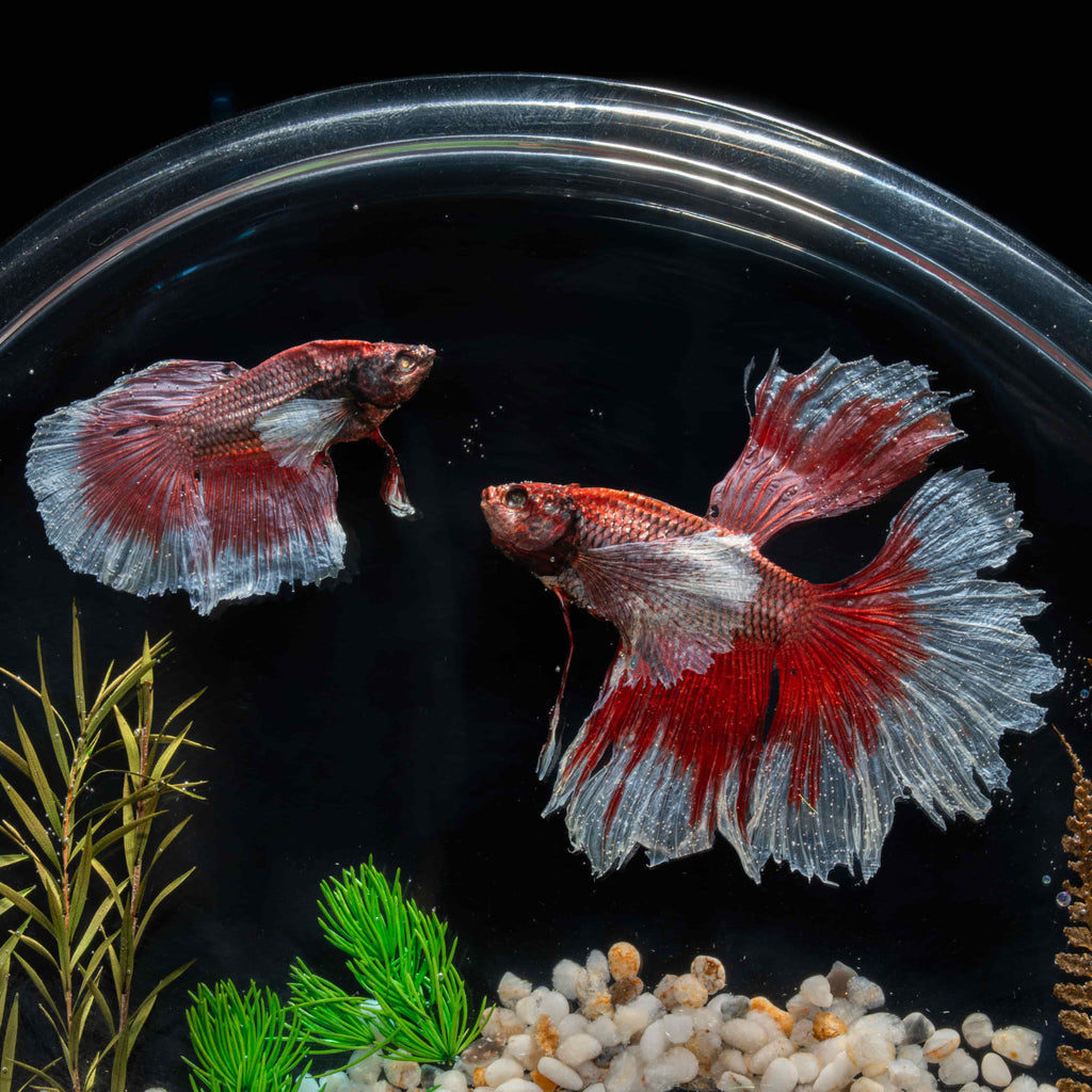 Two real red Betta fish preserved side by side in a clear display tank with green grass. A lifelike taxidermy art piece capturing the elegance and motion of Betta splendens.