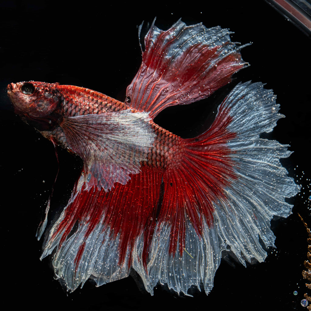 Two real red Betta fish preserved side by side in a clear display tank with green grass. A lifelike taxidermy art piece capturing the elegance and motion of Betta splendens.