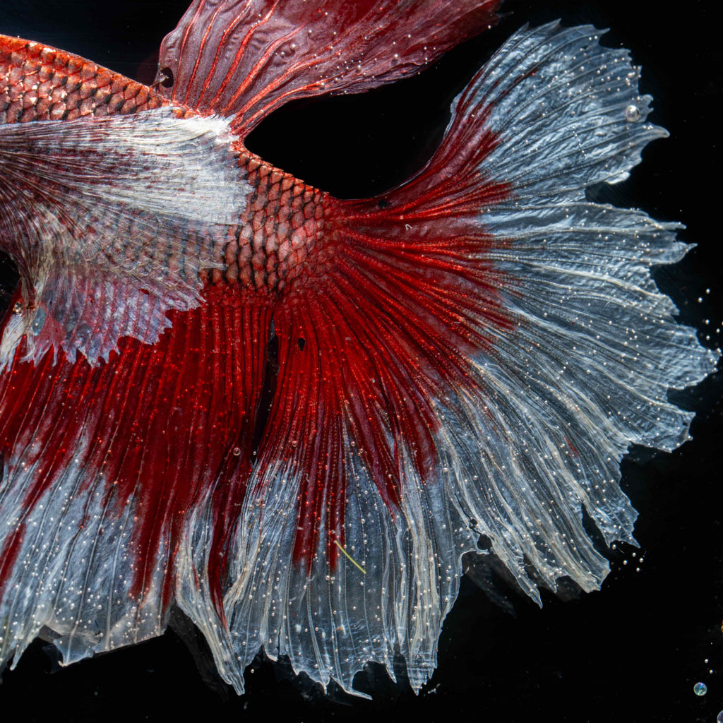 Two real red Betta fish preserved side by side in a clear display tank with green grass. A lifelike taxidermy art piece capturing the elegance and motion of Betta splendens.