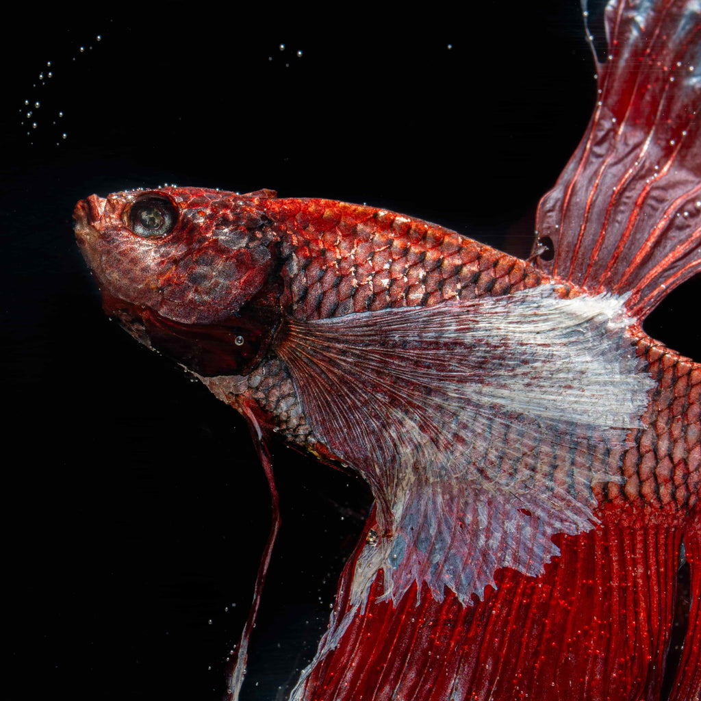 Two real red Betta fish preserved side by side in a clear display tank with green grass. A lifelike taxidermy art piece capturing the elegance and motion of Betta splendens.
