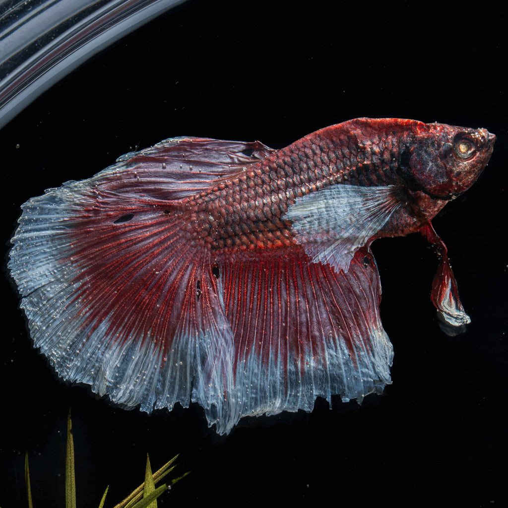 Two real red Betta fish preserved side by side in a clear display tank with green grass. A lifelike taxidermy art piece capturing the elegance and motion of Betta splendens.