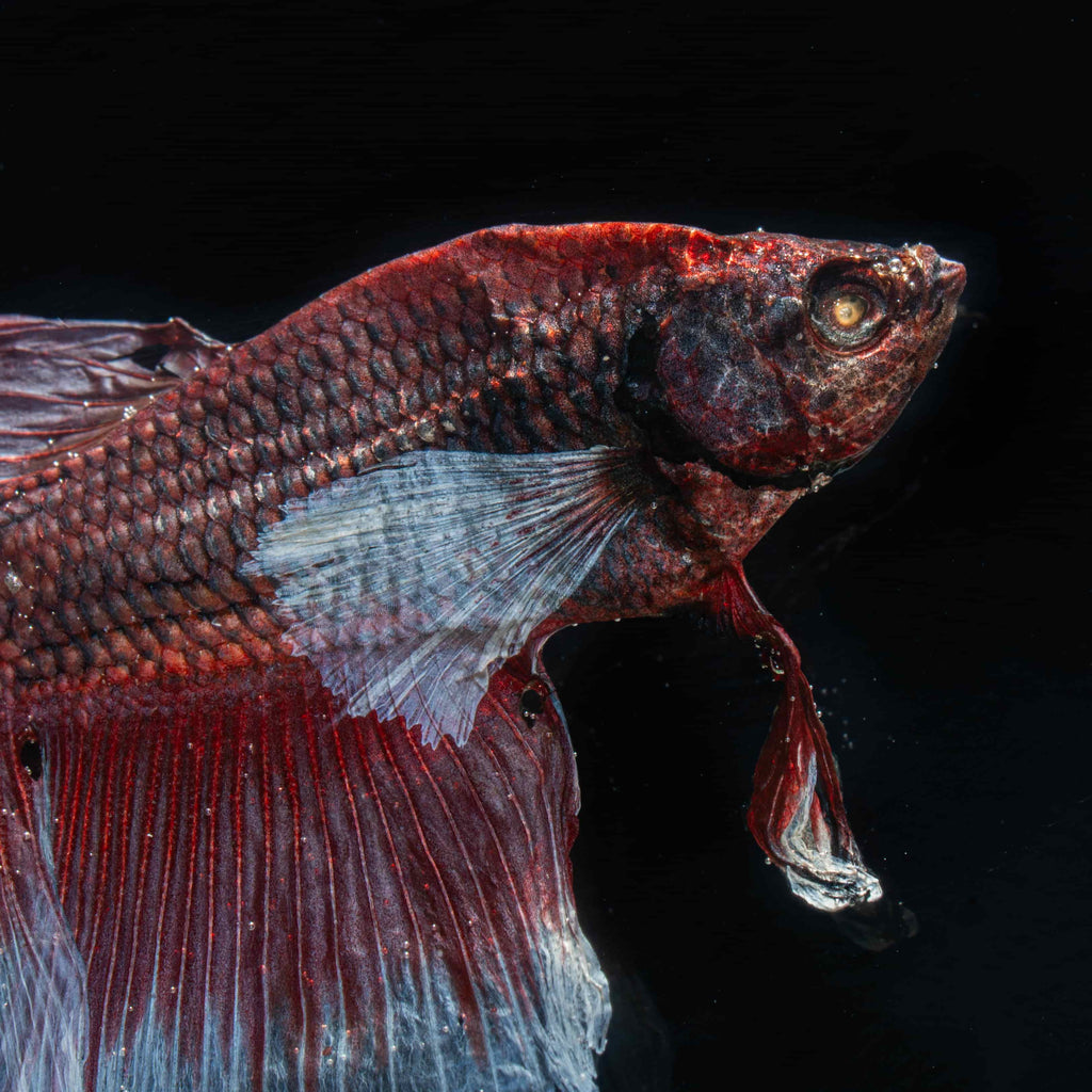 Two real red Betta fish preserved side by side in a clear display tank with green grass. A lifelike taxidermy art piece capturing the elegance and motion of Betta splendens.