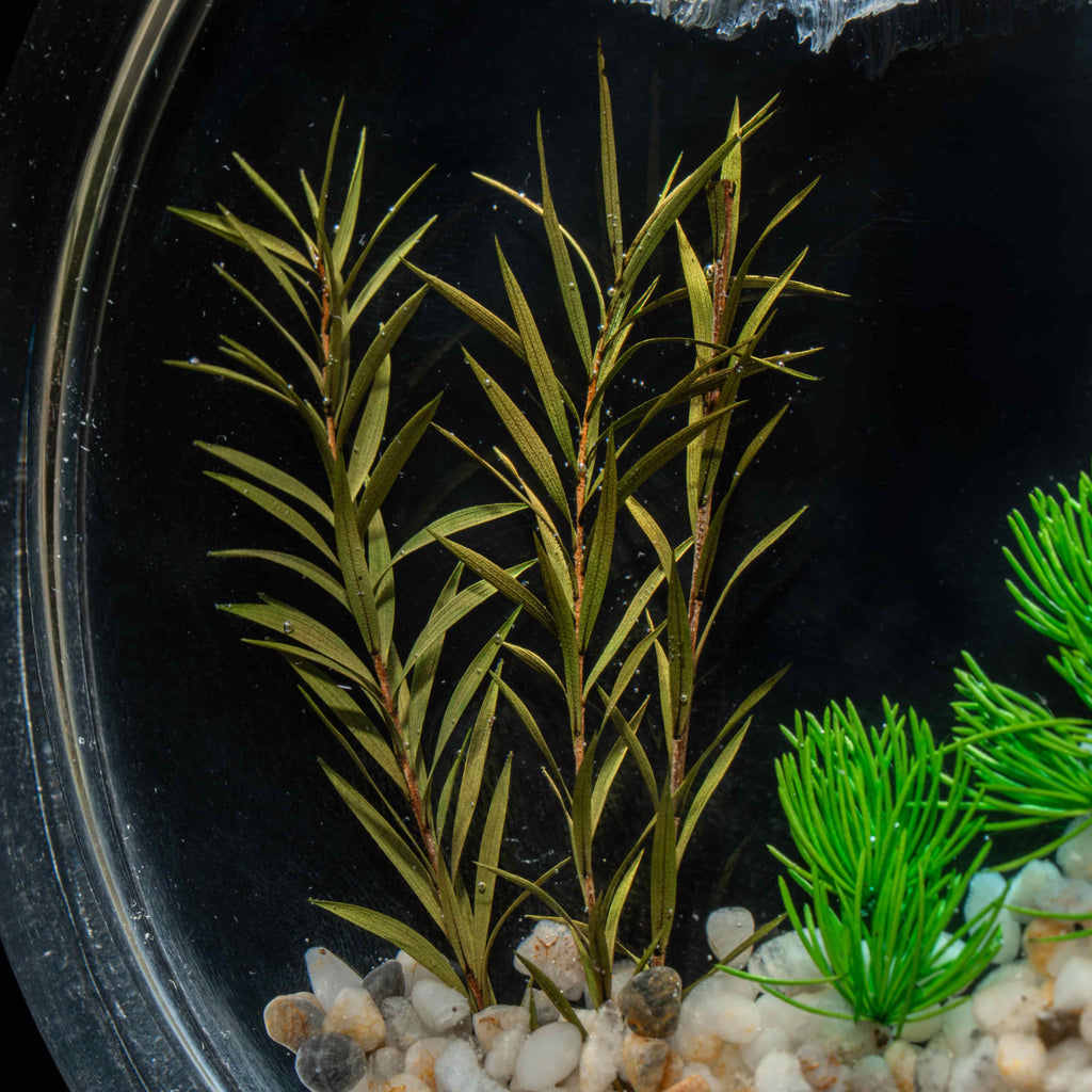 Two real red Betta fish preserved side by side in a clear display tank with green grass. A lifelike taxidermy art piece capturing the elegance and motion of Betta splendens.