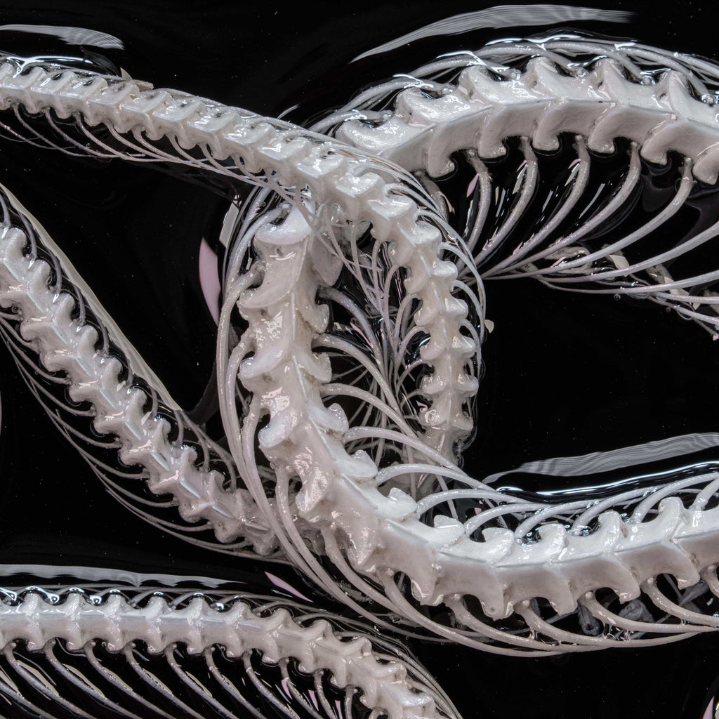 Real snake skeleton taxidermy romantic pair curled together on ornate frame with symbolic flowers