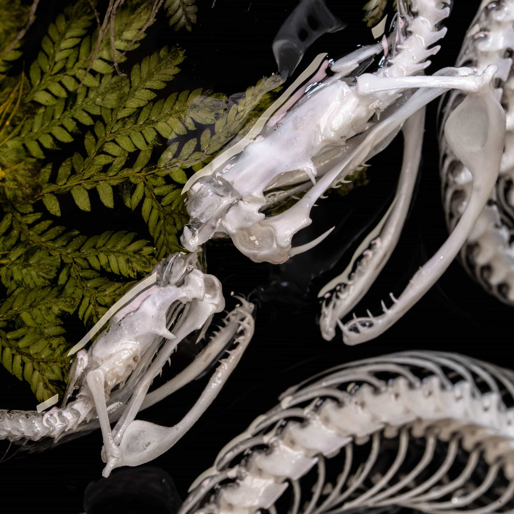 Real snake skeleton taxidermy romantic pair curled together on ornate frame with symbolic flowers