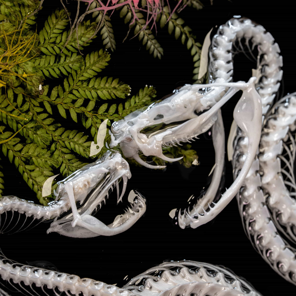 Real snake skeleton taxidermy romantic pair curled together on ornate frame with symbolic flowers