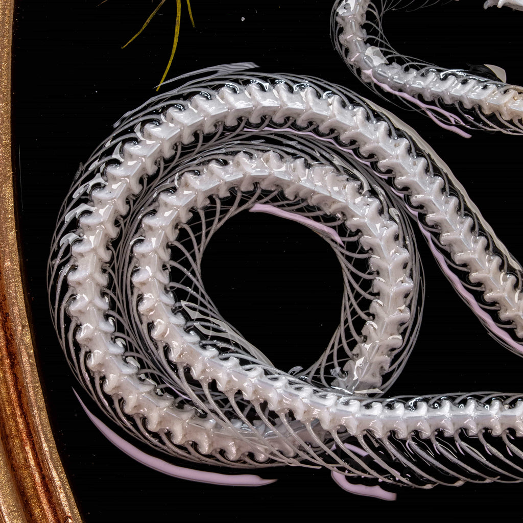 Real snake skeleton taxidermy romantic pair curled together on ornate frame with symbolic flowers