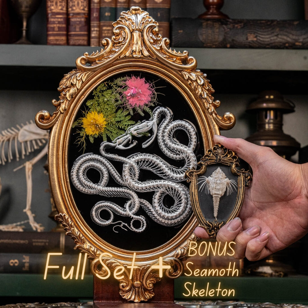 Real snake skeleton taxidermy romantic pair curled together on ornate frame with symbolic flowers