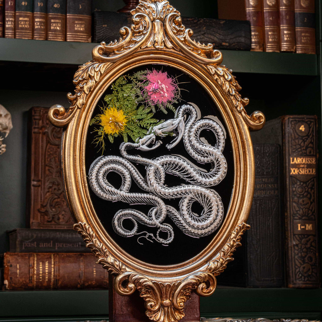 Real snake skeleton taxidermy romantic pair curled together on ornate frame with symbolic flowers