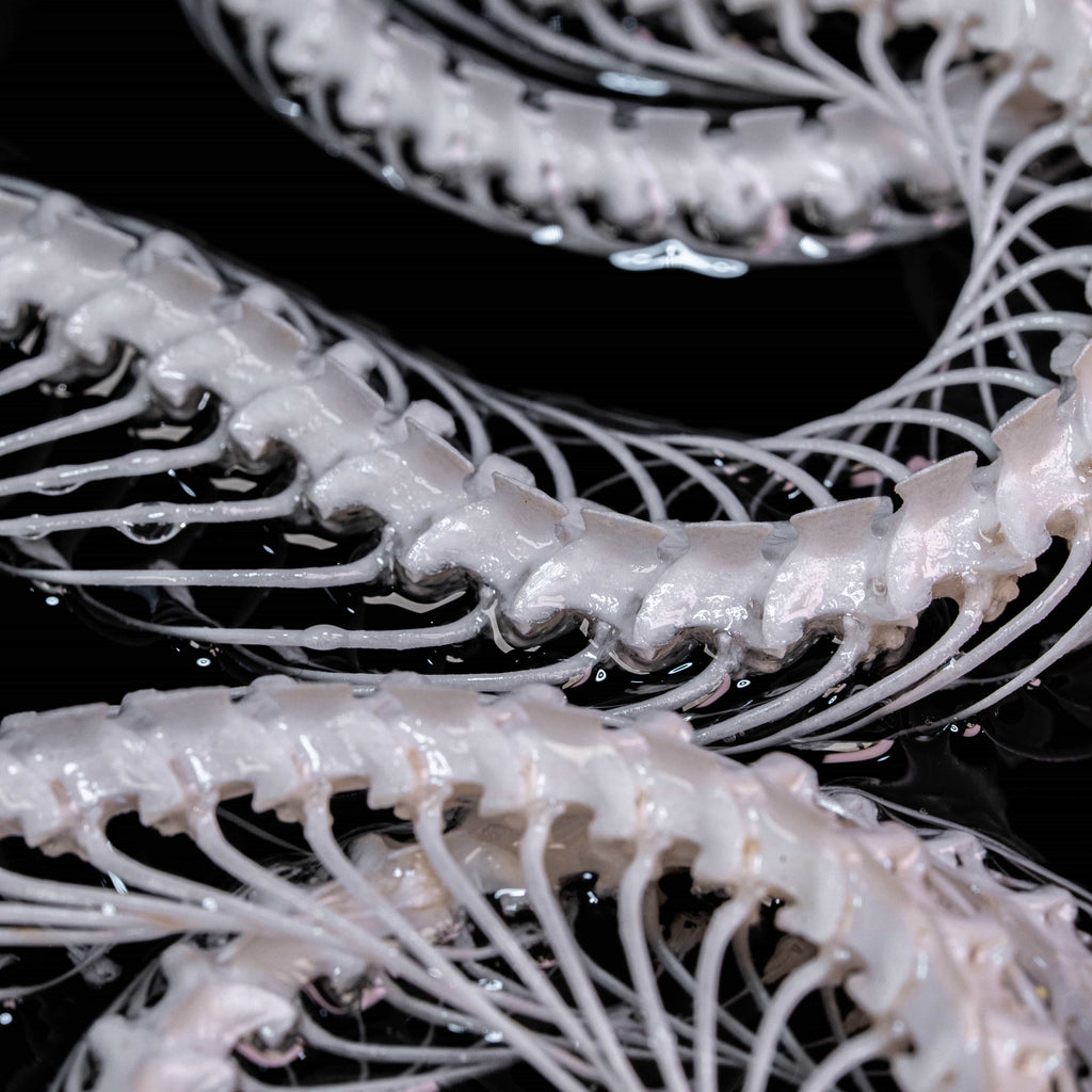 Real snake skeleton taxidermy romantic pair curled together on ornate frame with symbolic flowers