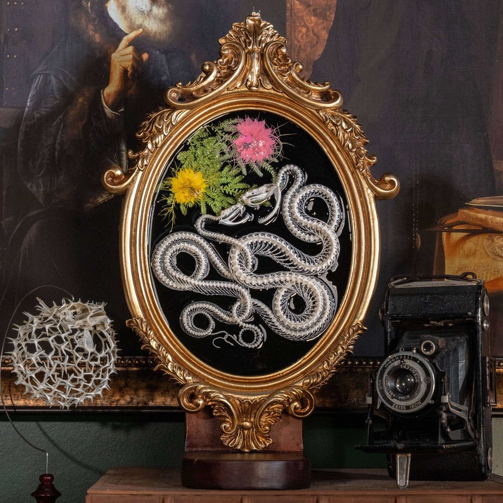 Real snake skeleton taxidermy romantic pair curled together on ornate frame with symbolic flowers