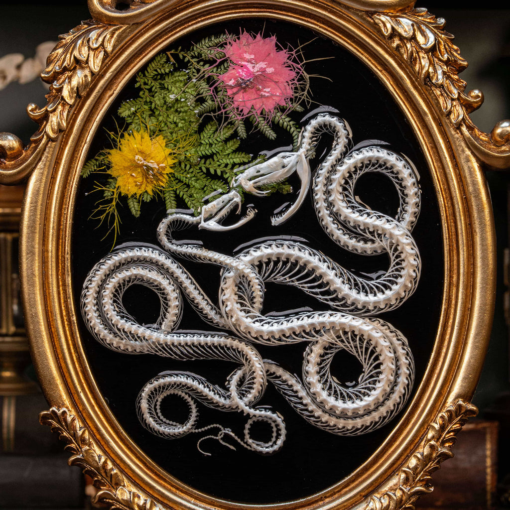 Real snake skeleton taxidermy romantic pair curled together on ornate frame with symbolic flowers