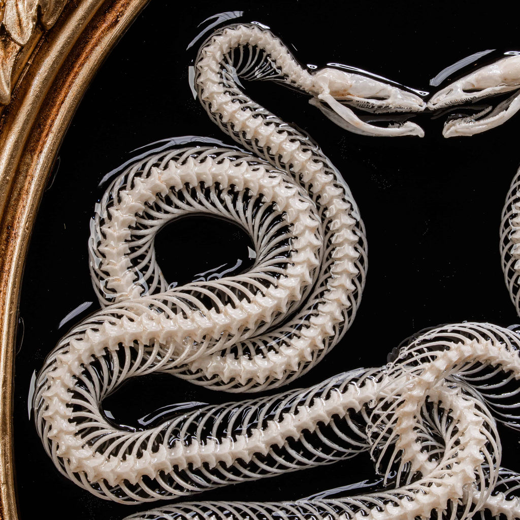 Real snake skeleton taxidermy posed in a mirrored Caduceus shape, framed for gothic home decor. Ethically sourced, professionally articulated—perfect for collectors of oddities and curiosities, anatomical art, dark academia, and serpent symbolism.
