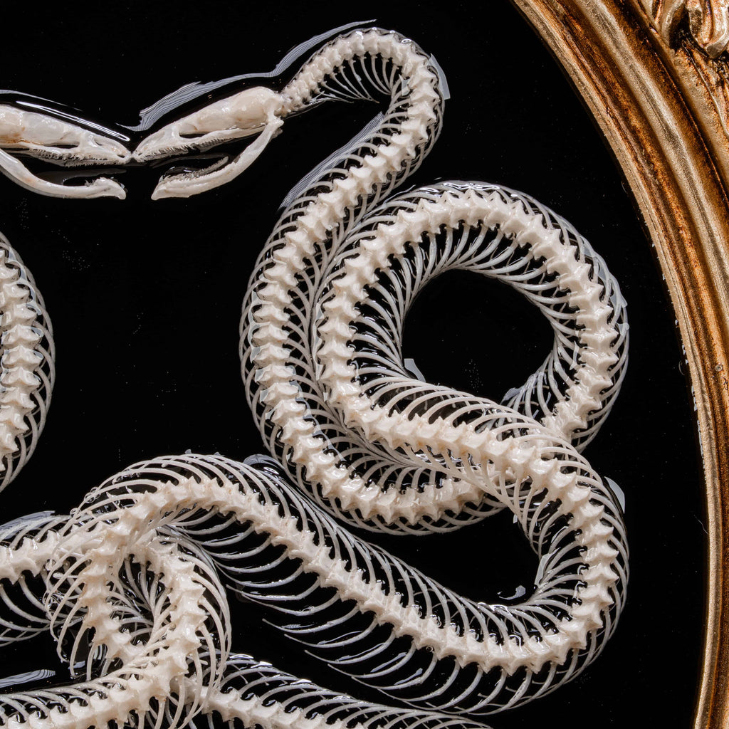 Real snake skeleton taxidermy posed in a mirrored Caduceus shape, framed for gothic home decor. Ethically sourced, professionally articulated—perfect for collectors of oddities and curiosities, anatomical art, dark academia, and serpent symbolism.