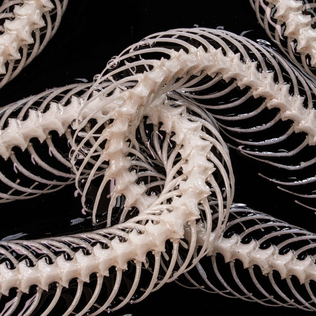 Real snake skeleton taxidermy posed in a mirrored Caduceus shape, framed for gothic home decor. Ethically sourced, professionally articulated—perfect for collectors of oddities and curiosities, anatomical art, dark academia, and serpent symbolism.