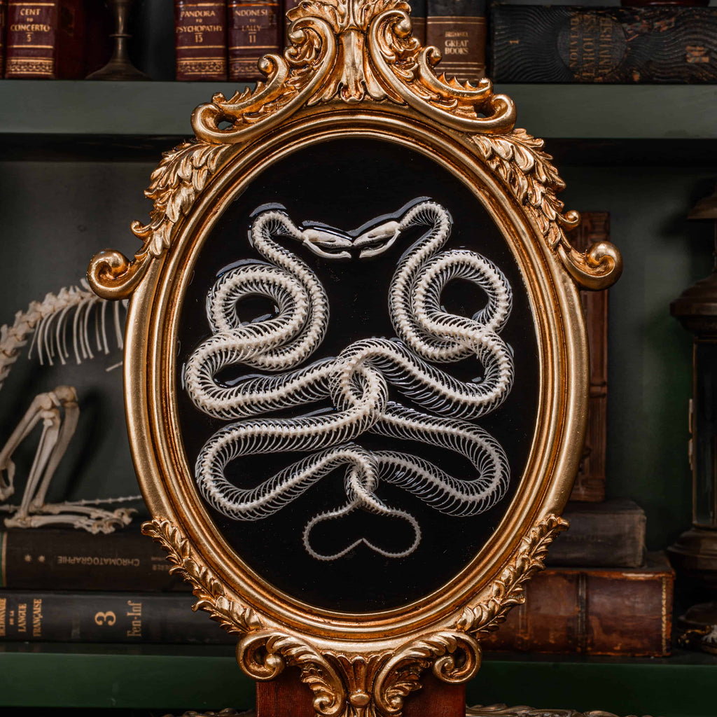 Real snake skeleton taxidermy posed in a mirrored Caduceus shape, framed for gothic home decor. Ethically sourced, professionally articulated—perfect for collectors of oddities and curiosities, anatomical art, dark academia, and serpent symbolism.