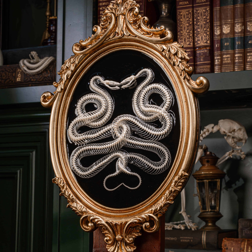 Real snake skeleton taxidermy posed in a mirrored Caduceus shape, framed for gothic home decor. Ethically sourced, professionally articulated—perfect for collectors of oddities and curiosities, anatomical art, dark academia, and serpent symbolism.