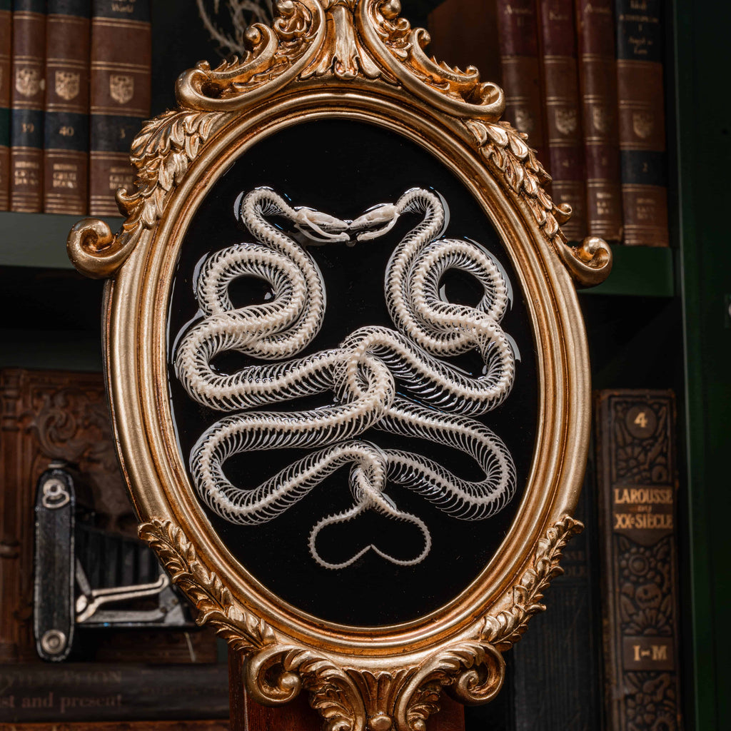 Real snake skeleton taxidermy posed in a mirrored Caduceus shape, framed for gothic home decor. Ethically sourced, professionally articulated—perfect for collectors of oddities and curiosities, anatomical art, dark academia, and serpent symbolism.