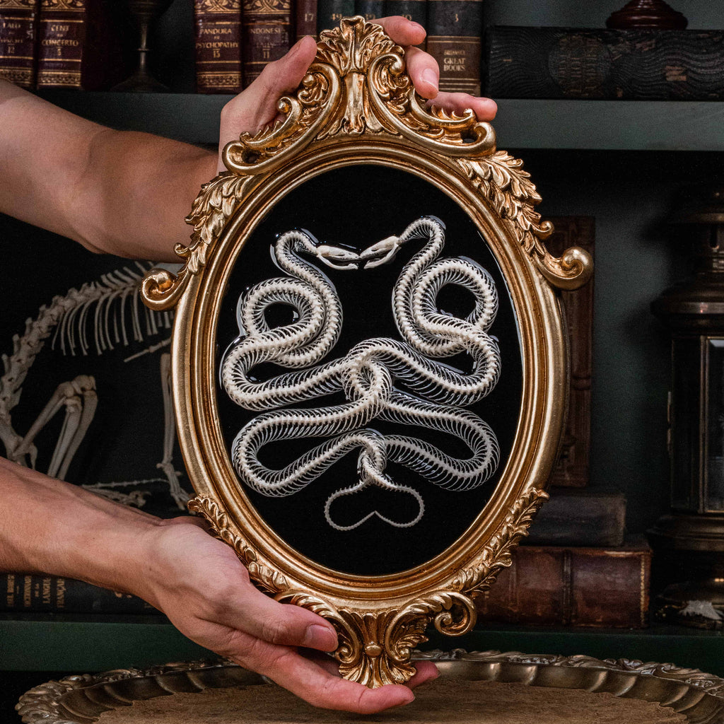 Real snake skeleton taxidermy posed in a mirrored Caduceus shape, framed for gothic home decor. Ethically sourced, professionally articulated—perfect for collectors of oddities and curiosities, anatomical art, dark academia, and serpent symbolism.
