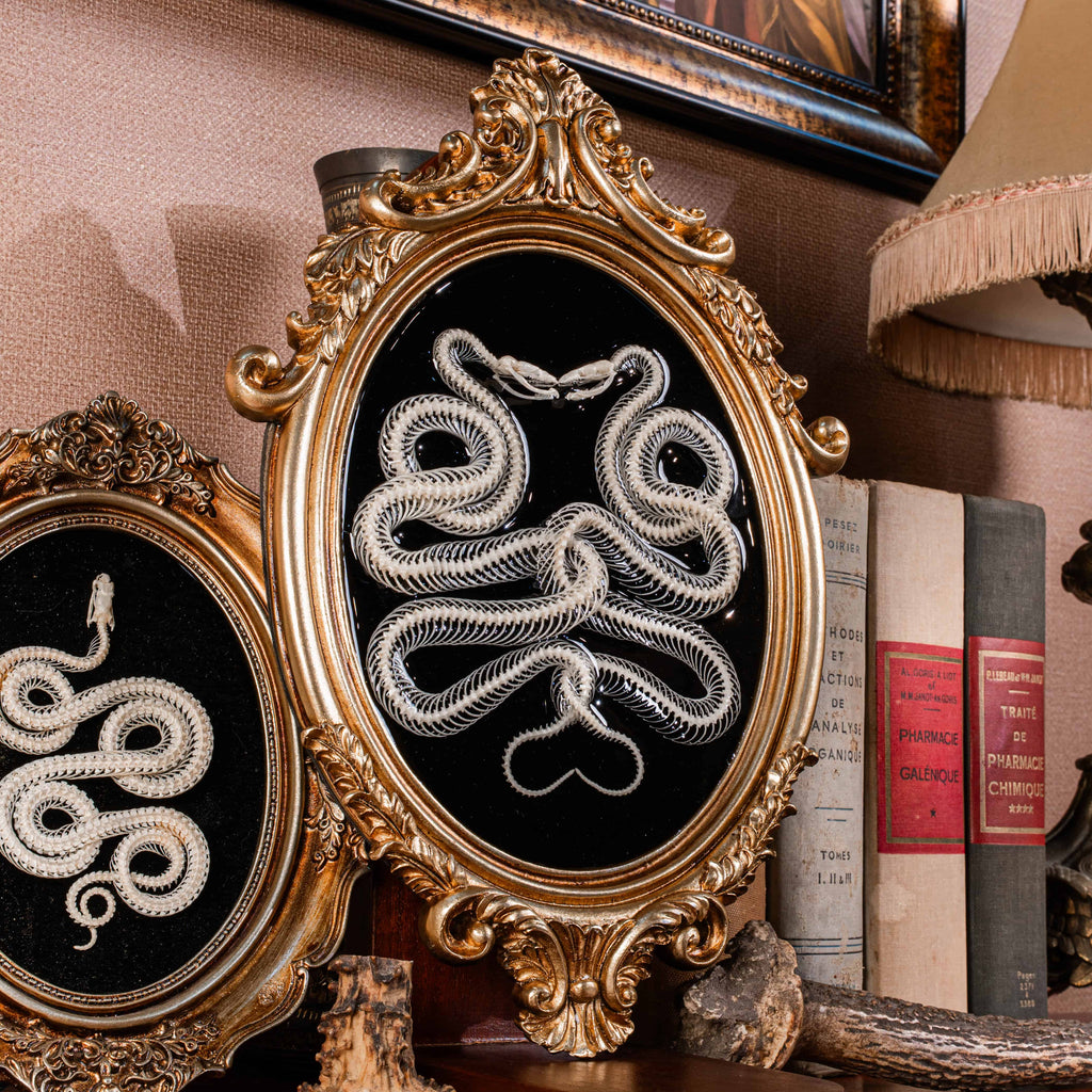Real snake skeleton taxidermy posed in a mirrored Caduceus shape, framed for gothic home decor. Ethically sourced, professionally articulated—perfect for collectors of oddities and curiosities, anatomical art, dark academia, and serpent symbolism.