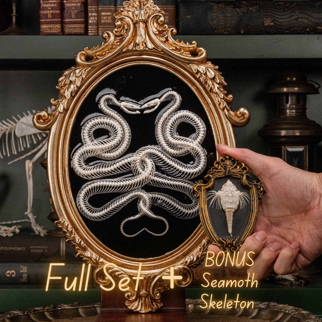 Real snake skeleton taxidermy posed in a mirrored Caduceus shape, framed for gothic home decor. Ethically sourced, professionally articulated—perfect for collectors of oddities and curiosities, anatomical art, dark academia, and serpent symbolism.