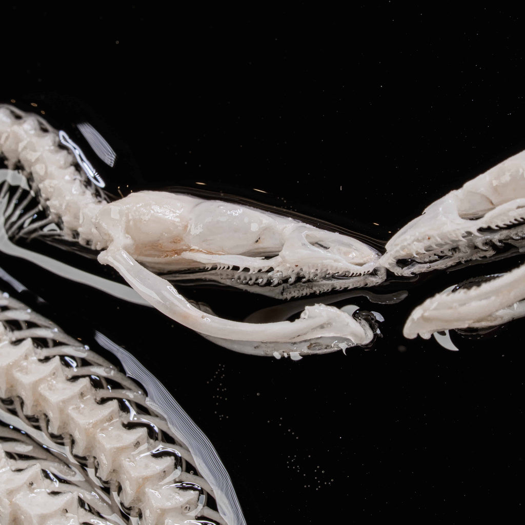 Real snake skeleton taxidermy posed in a mirrored Caduceus shape, framed for gothic home decor. Ethically sourced, professionally articulated—perfect for collectors of oddities and curiosities, anatomical art, dark academia, and serpent symbolism.