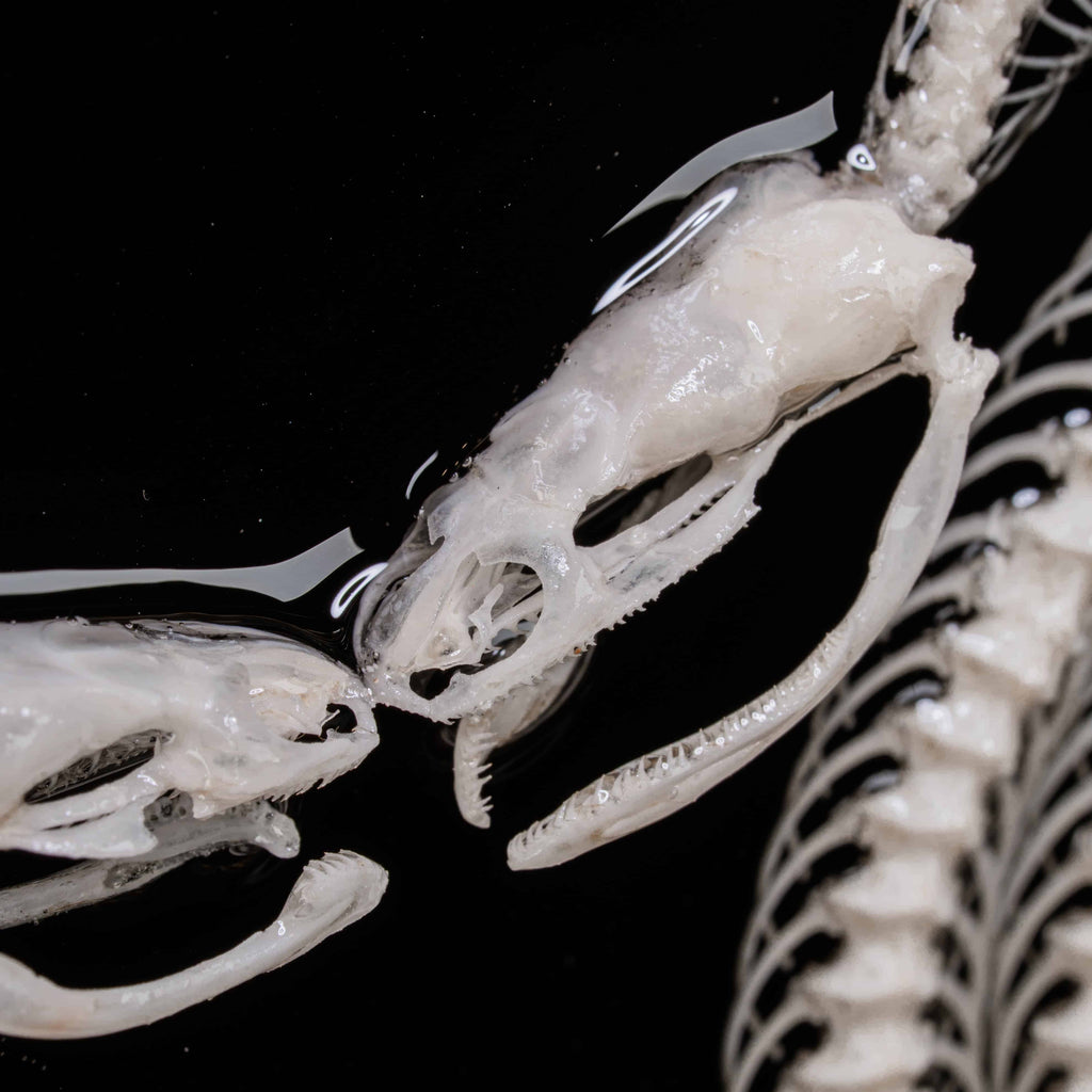 Real snake skeleton taxidermy posed in a mirrored Caduceus shape, framed for gothic home decor. Ethically sourced, professionally articulated—perfect for collectors of oddities and curiosities, anatomical art, dark academia, and serpent symbolism.