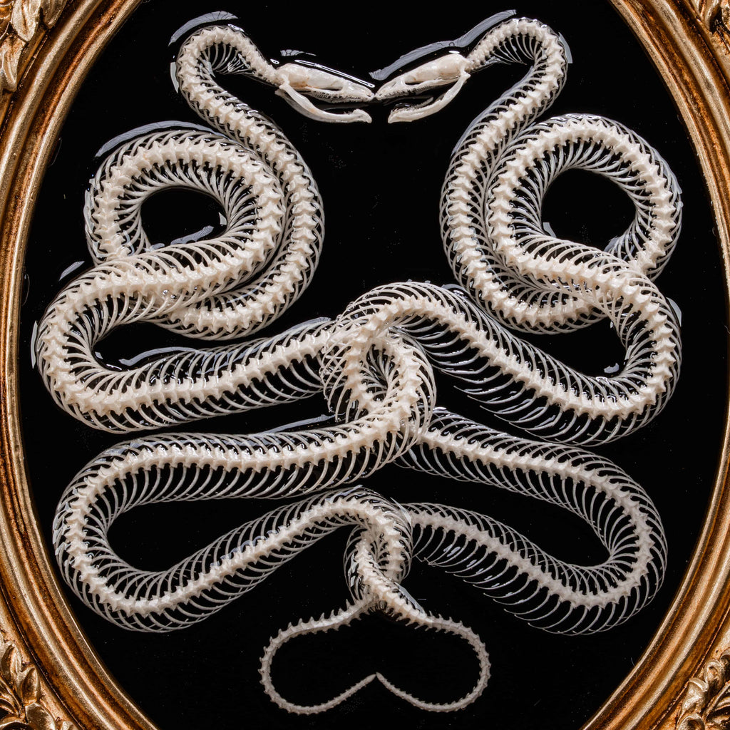 Real snake skeleton taxidermy posed in a mirrored Caduceus shape, framed for gothic home decor. Ethically sourced, professionally articulated—perfect for collectors of oddities and curiosities, anatomical art, dark academia, and serpent symbolism.