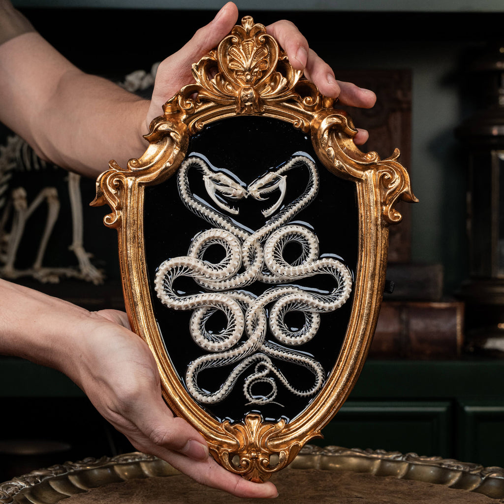 Two viper skeletons intertwined in four-ring pattern a symbolic taxidermy art mounted on gothic frame.
Caduceus snake skeleton taxidermy on Gothic baroque frame, vintage wall decor, spiritual item, afterlife art