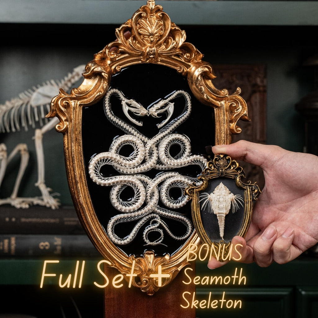 Two viper skeletons intertwined in four-ring pattern a symbolic taxidermy art mounted on gothic frame