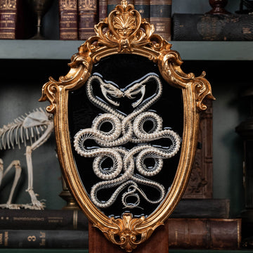 Two viper skeletons intertwined in four-ring pattern a symbolic taxidermy art mounted on gothic frame.
Caduceus snake skeleton taxidermy on Gothic baroque frame, vintage wall decor, spiritual item, afterlife art