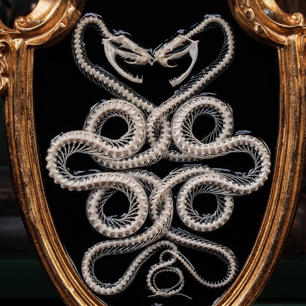 Two viper skeletons intertwined in four-ring pattern a symbolic taxidermy art mounted on gothic frame