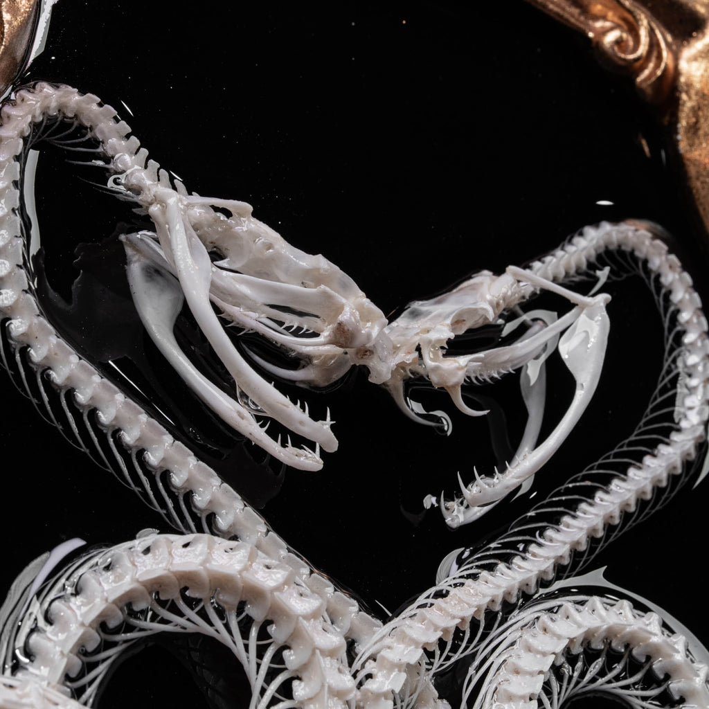 Two viper skeletons intertwined in four-ring pattern a symbolic taxidermy art mounted on gothic frame.
Caduceus snake skeleton taxidermy on Gothic baroque frame, vintage wall decor, spiritual item, afterlife art