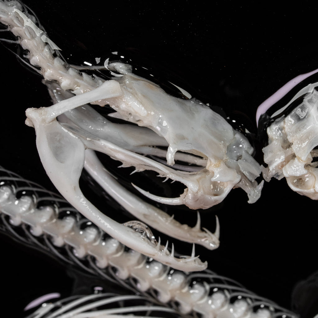 Two viper skeletons intertwined in four-ring pattern a symbolic taxidermy art mounted on gothic frame