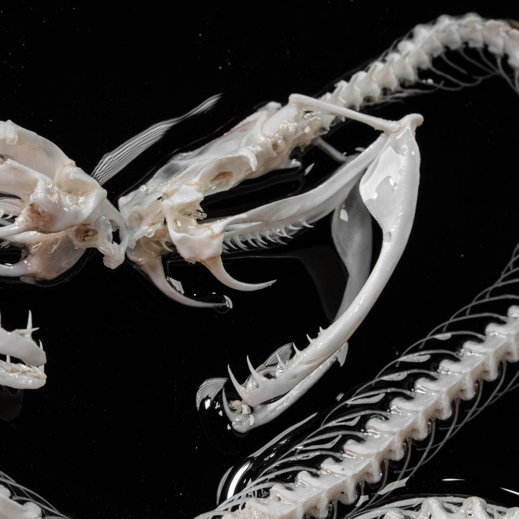 Two viper skeletons intertwined in four-ring pattern a symbolic taxidermy art mounted on gothic frame