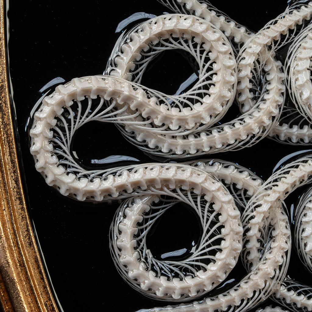 Two viper skeletons intertwined in four-ring pattern a symbolic taxidermy art mounted on gothic frame