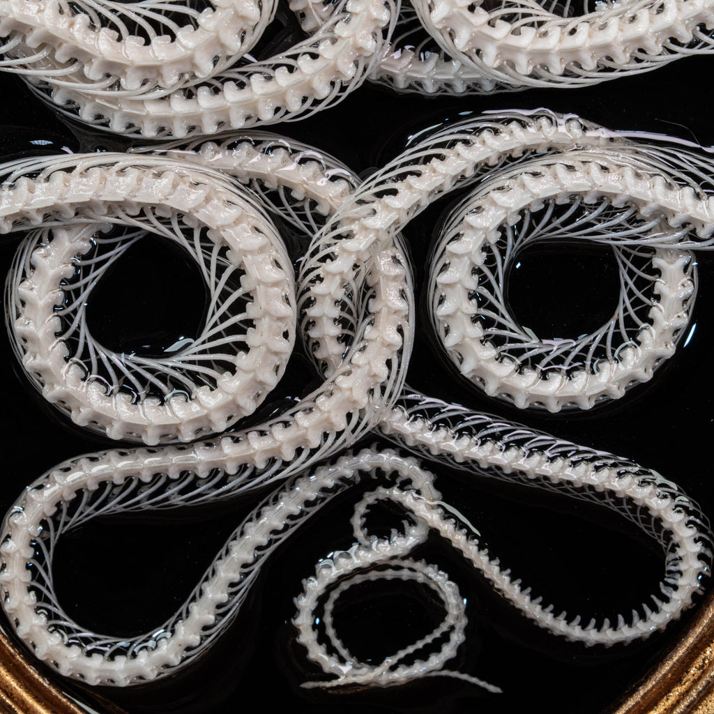 Two viper skeletons intertwined in four-ring pattern a symbolic taxidermy art mounted on gothic frame