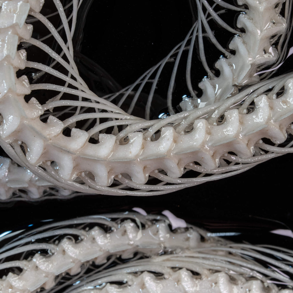 Two viper skeletons intertwined in four-ring pattern a symbolic taxidermy art mounted on gothic frame